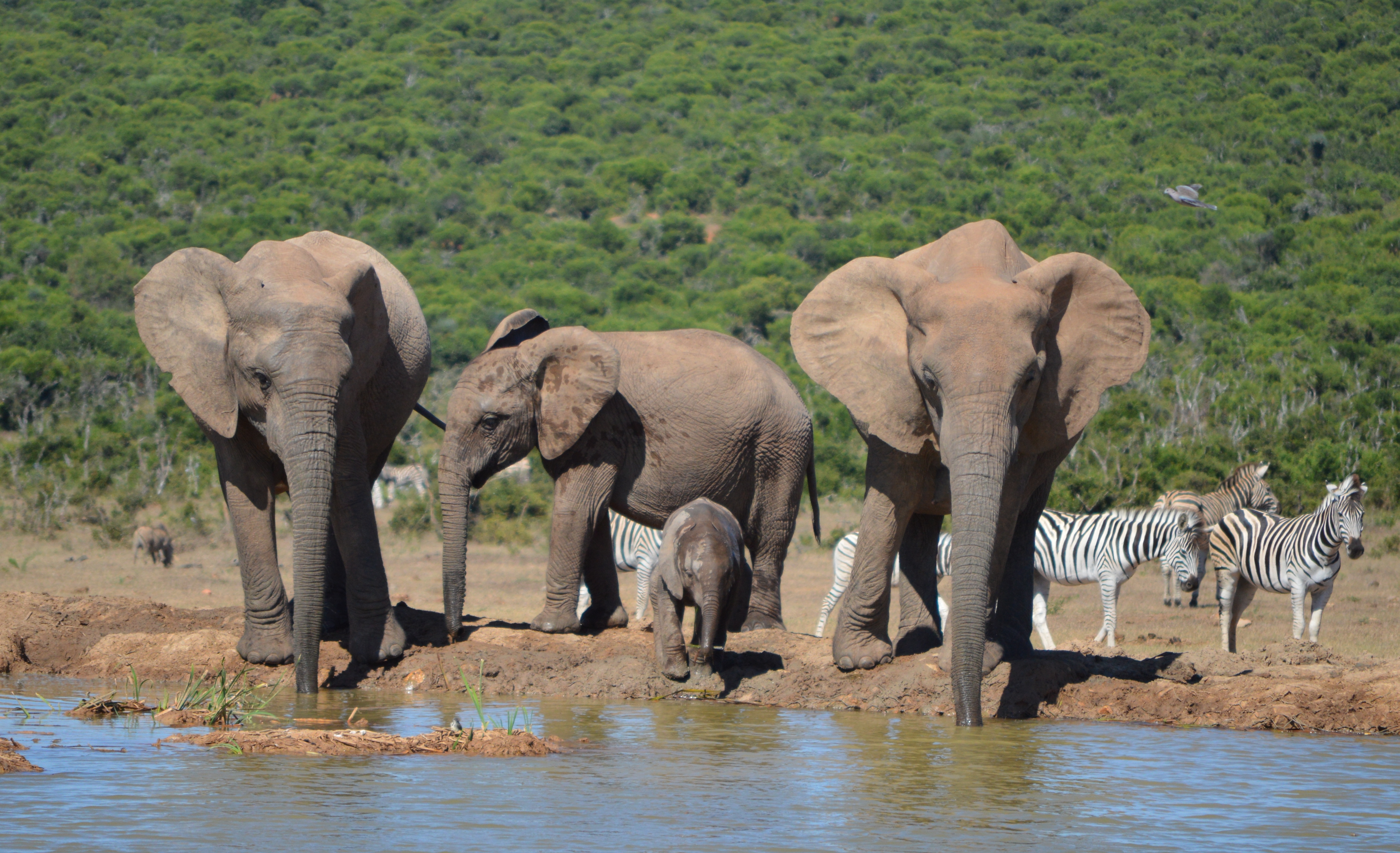 Mavinga National Park